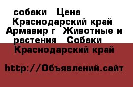 собаки › Цена ­ 1 500 - Краснодарский край, Армавир г. Животные и растения » Собаки   . Краснодарский край